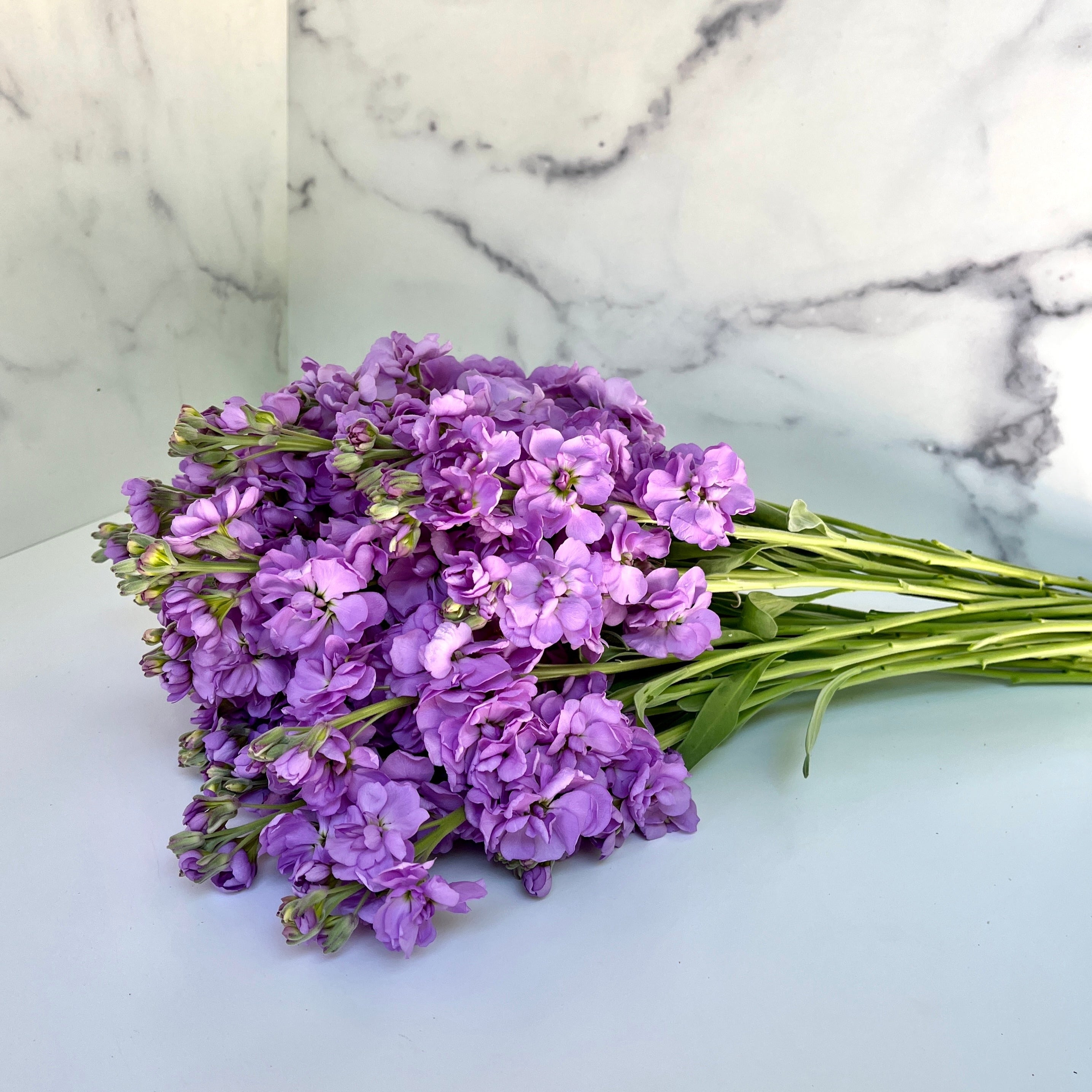 Stock-Lavender