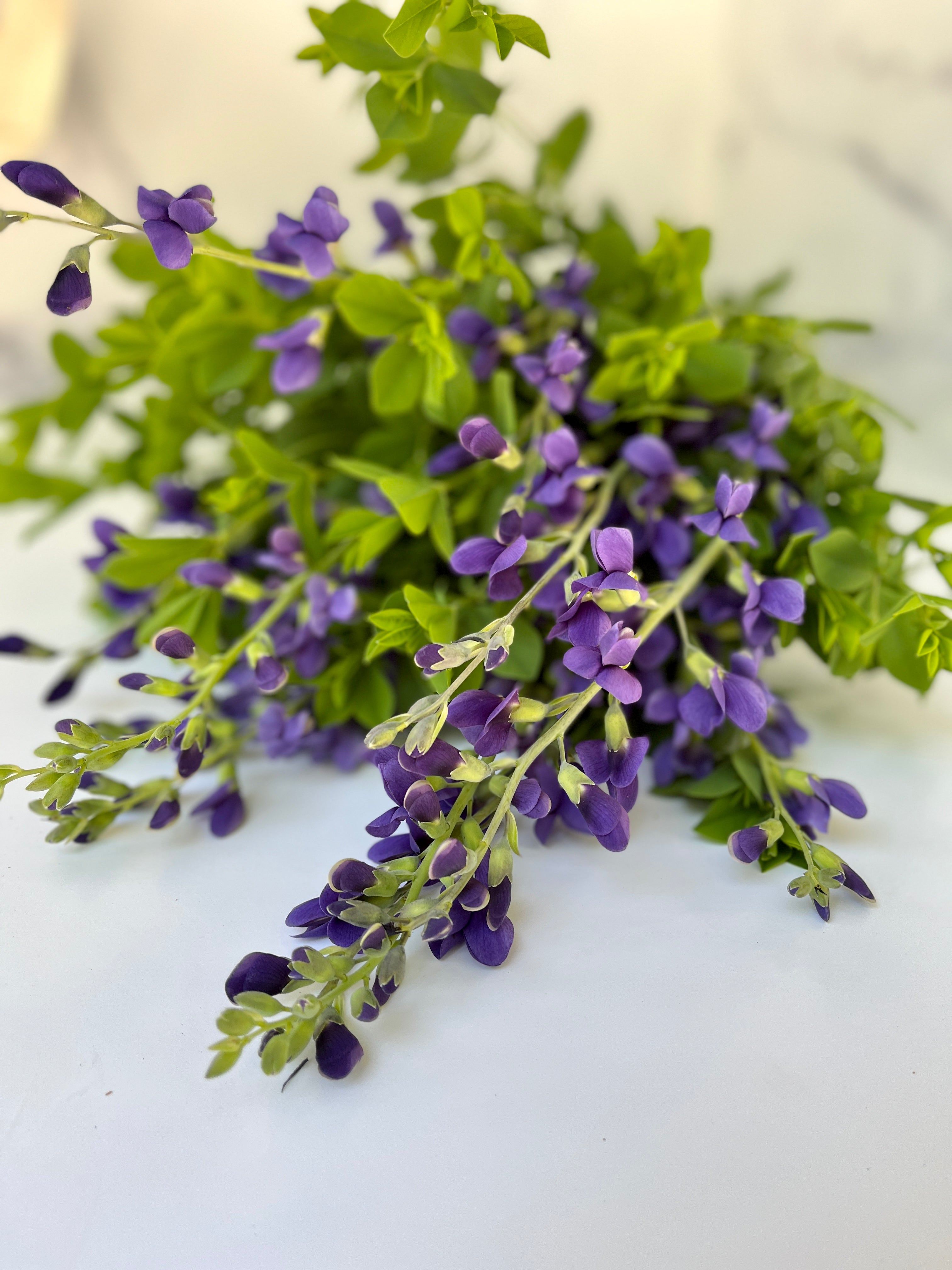 Baptisia- False indigo