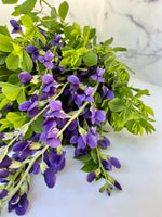 Baptisia- False indigo