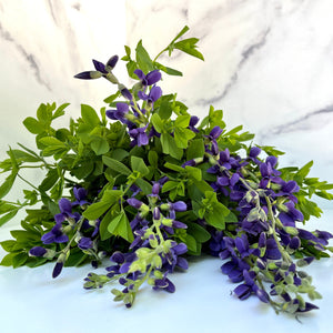Baptisia- False indigo