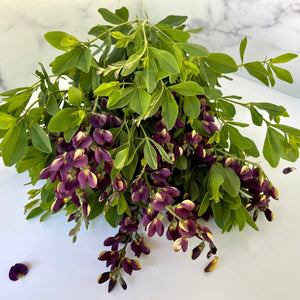 Baptisia- Grape Taffy