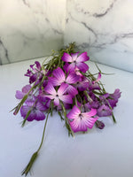 Agrostemma- Purple Queen