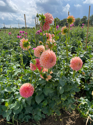 Dahlia Regular-Jowey Paula