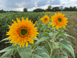 Sunflower-Double Sun King