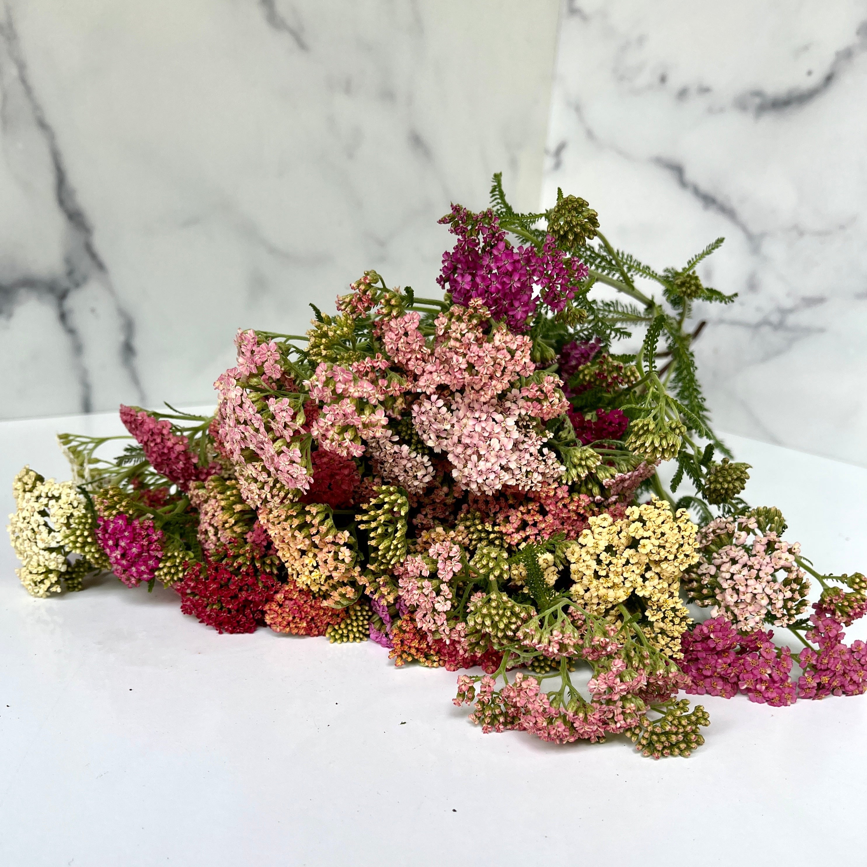 Yarrow-Cottage Mix