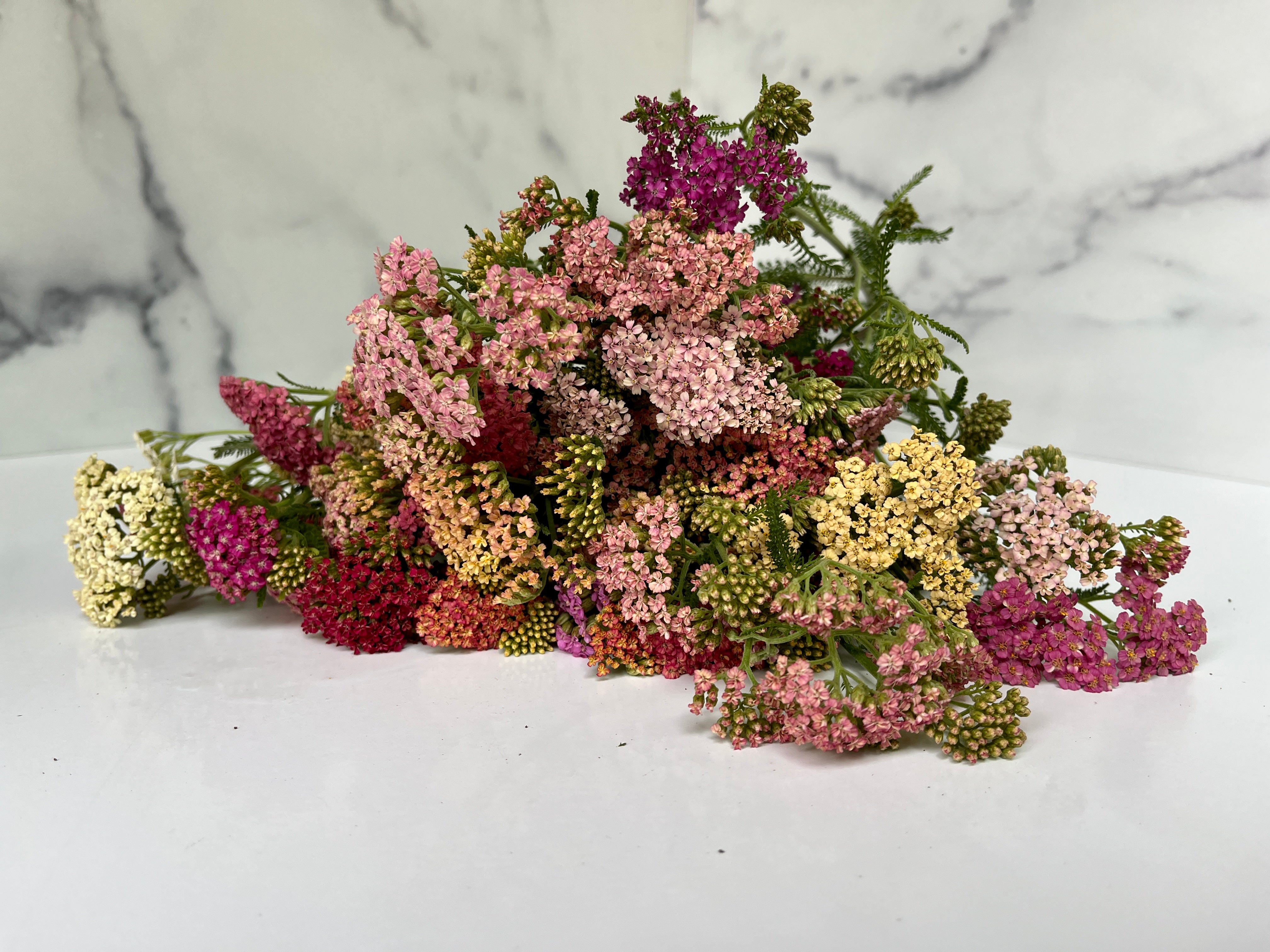Yarrow-Cottage Mix