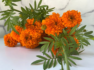 Marigolds Bulk with Stem-Orange