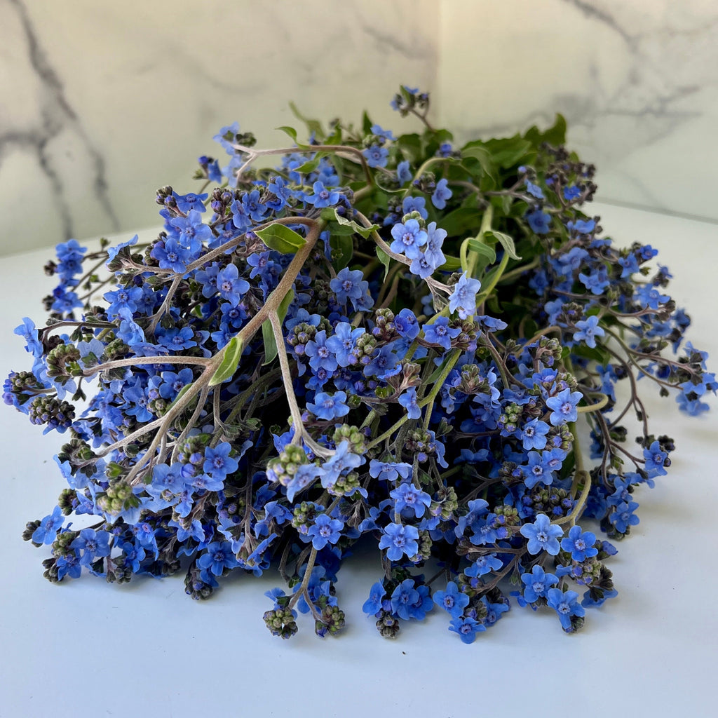 Cynoglossum