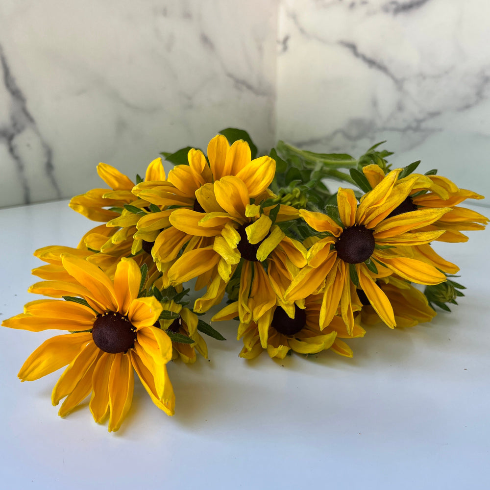 
            
                Load image into Gallery viewer, Rudbeckia-Yellow
            
        