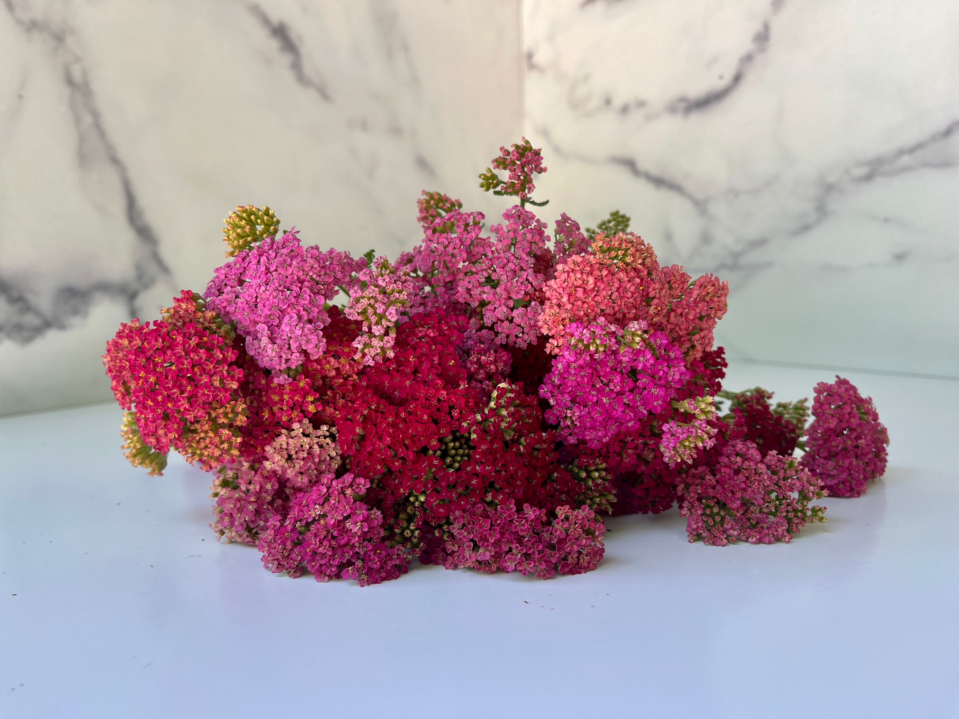 Yarrow-Summer Berries