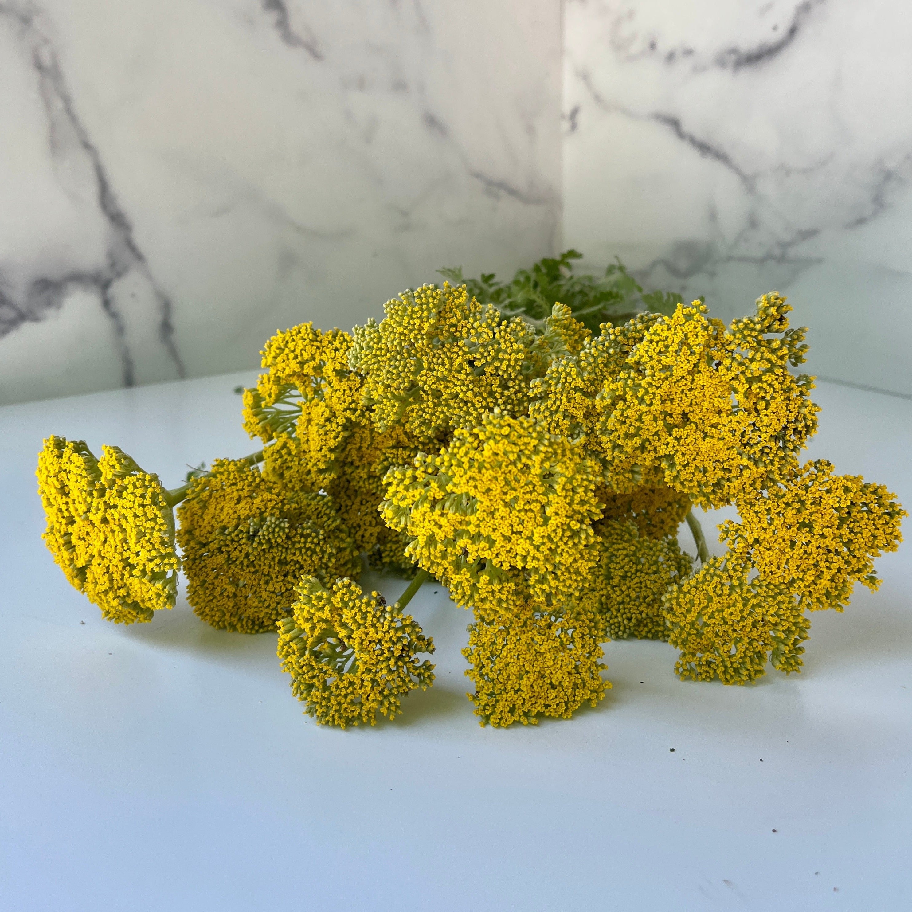 Yarrow-Gold - great for drying too!