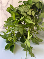 Blackberry Foliage