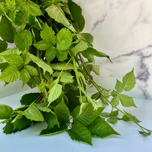 Blackberry Foliage