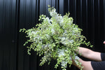 Larkspur-White