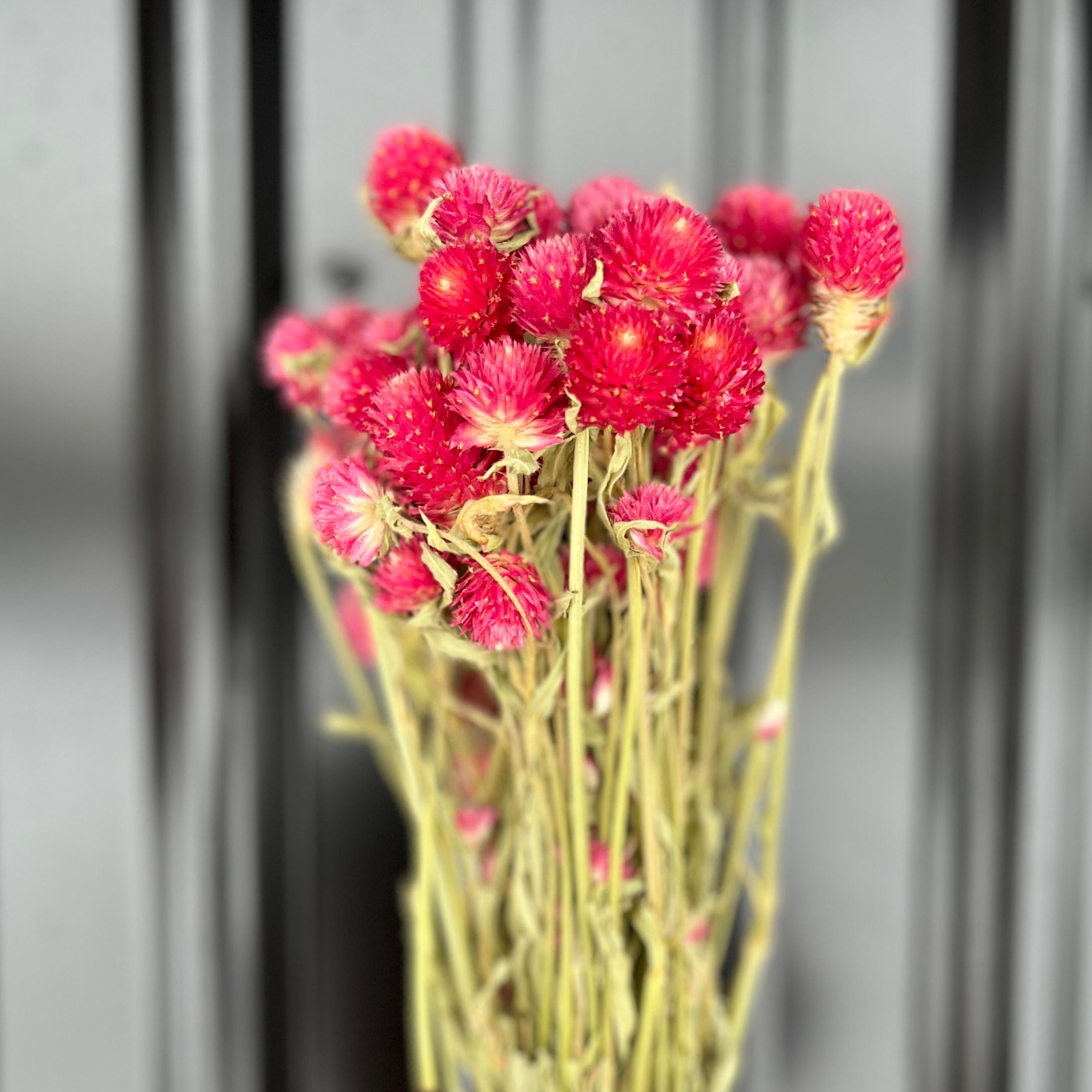 Dried Flowers-Gomphrena Red