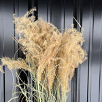Dried Grasses-Miscanthus Plume