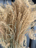 Dried Grasses-Miscanthus Plume