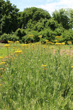 Yarrow-Gold - great for drying too!