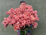 Heirloom Mum Disbud-River City