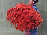 Heirloom Mum Spray-Kelvin Mandarin