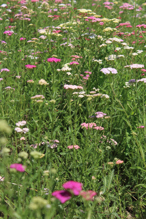 Yarrow-Summer Pastels