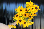 Rudbeckia-Yellow