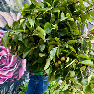Woodies-Pear Branch