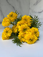 Marigolds Bulk with Stem-Yellow