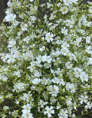 Gypsophila-White