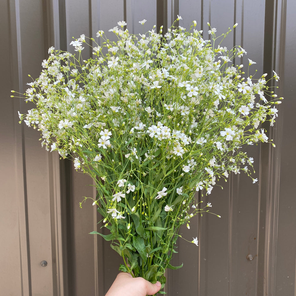 Gypsophila-White