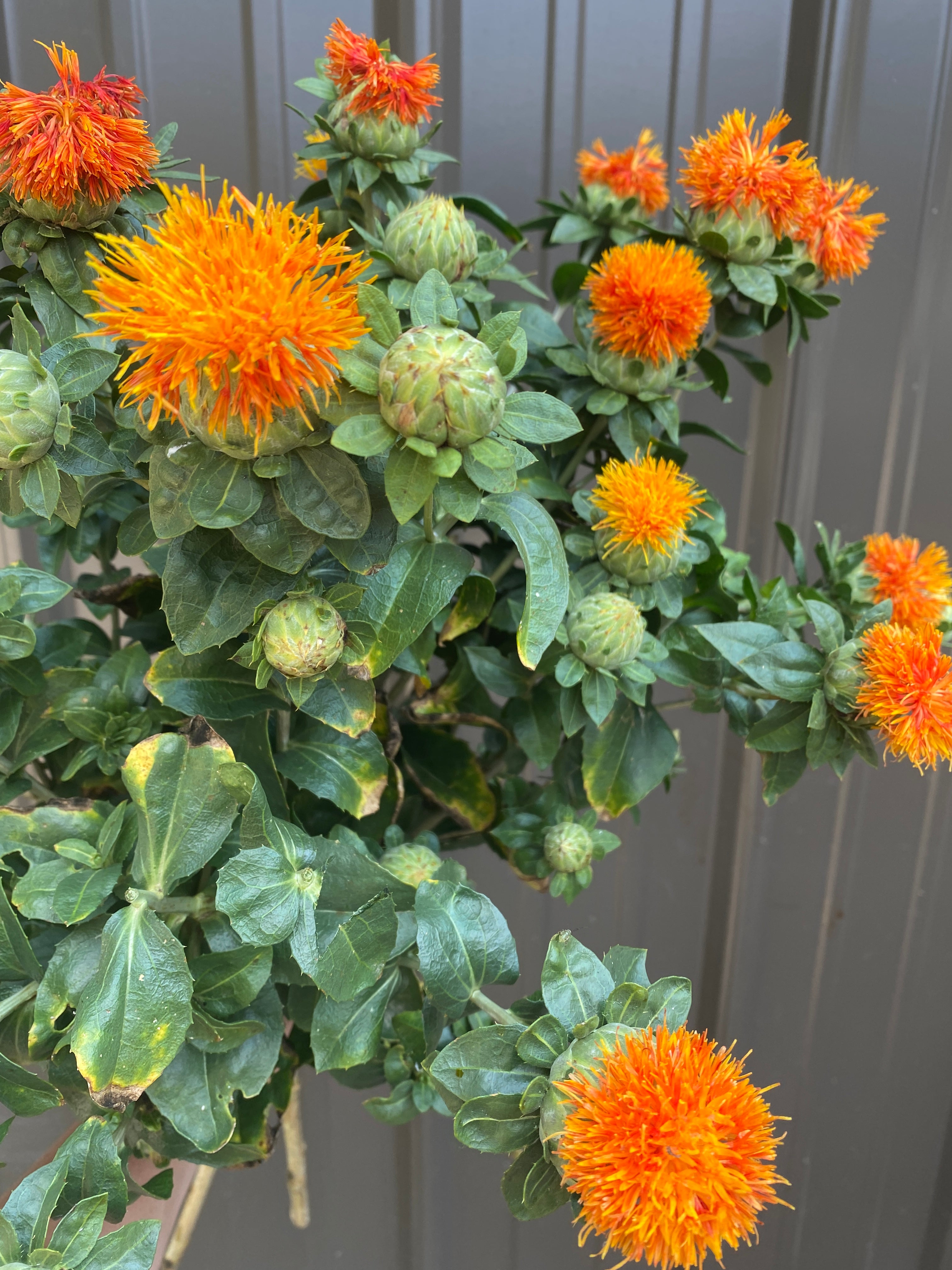 Safflower-Yellow/Orange
