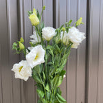 Lisianthus-White