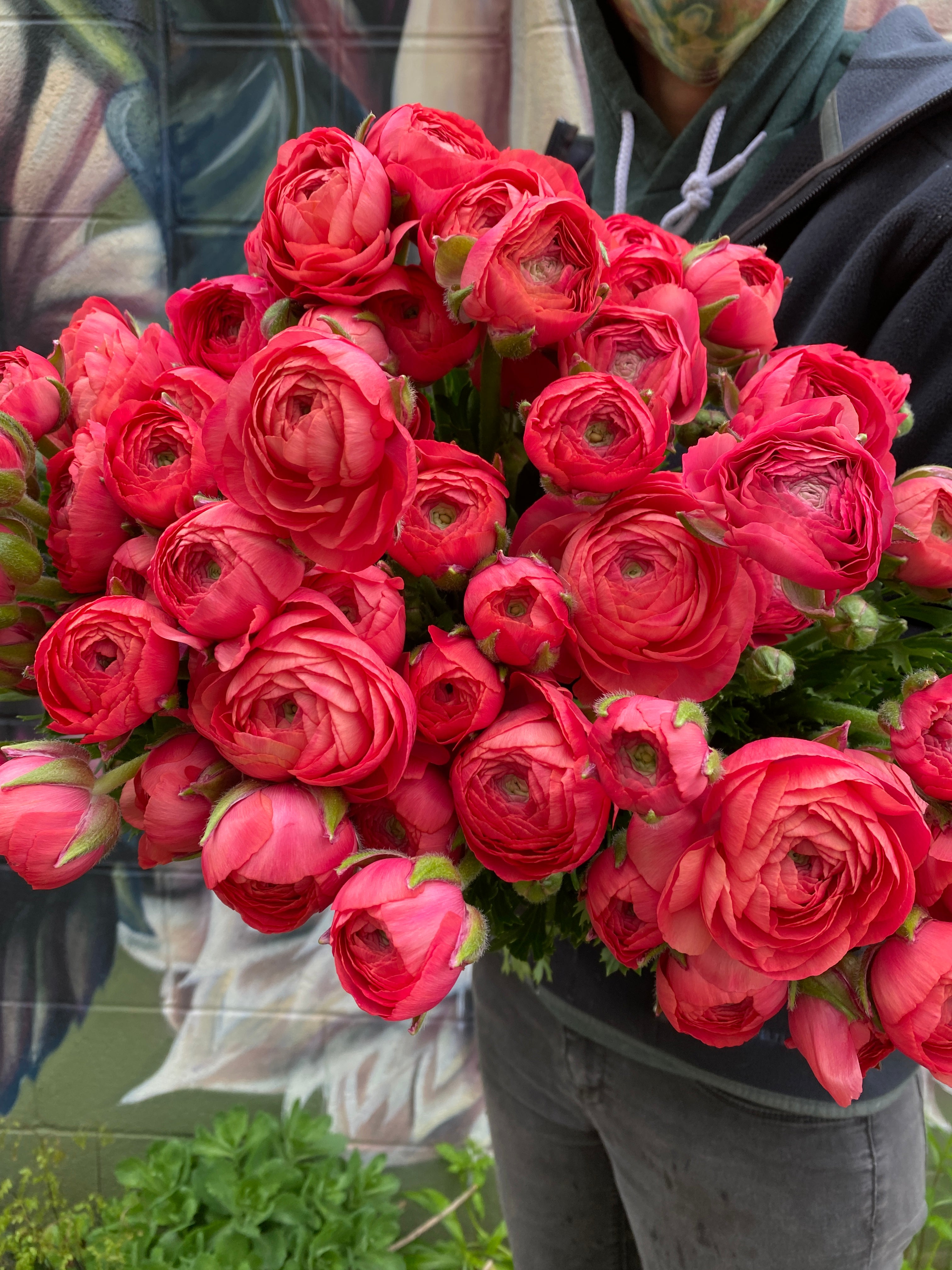 Ranunculus Specialty - Fragolino SHORT