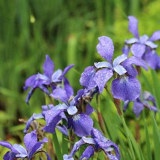 Iris-Violet