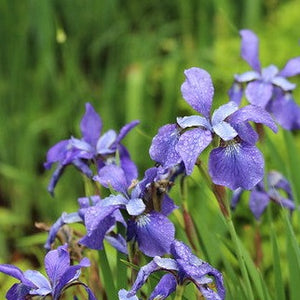 Iris - Violet