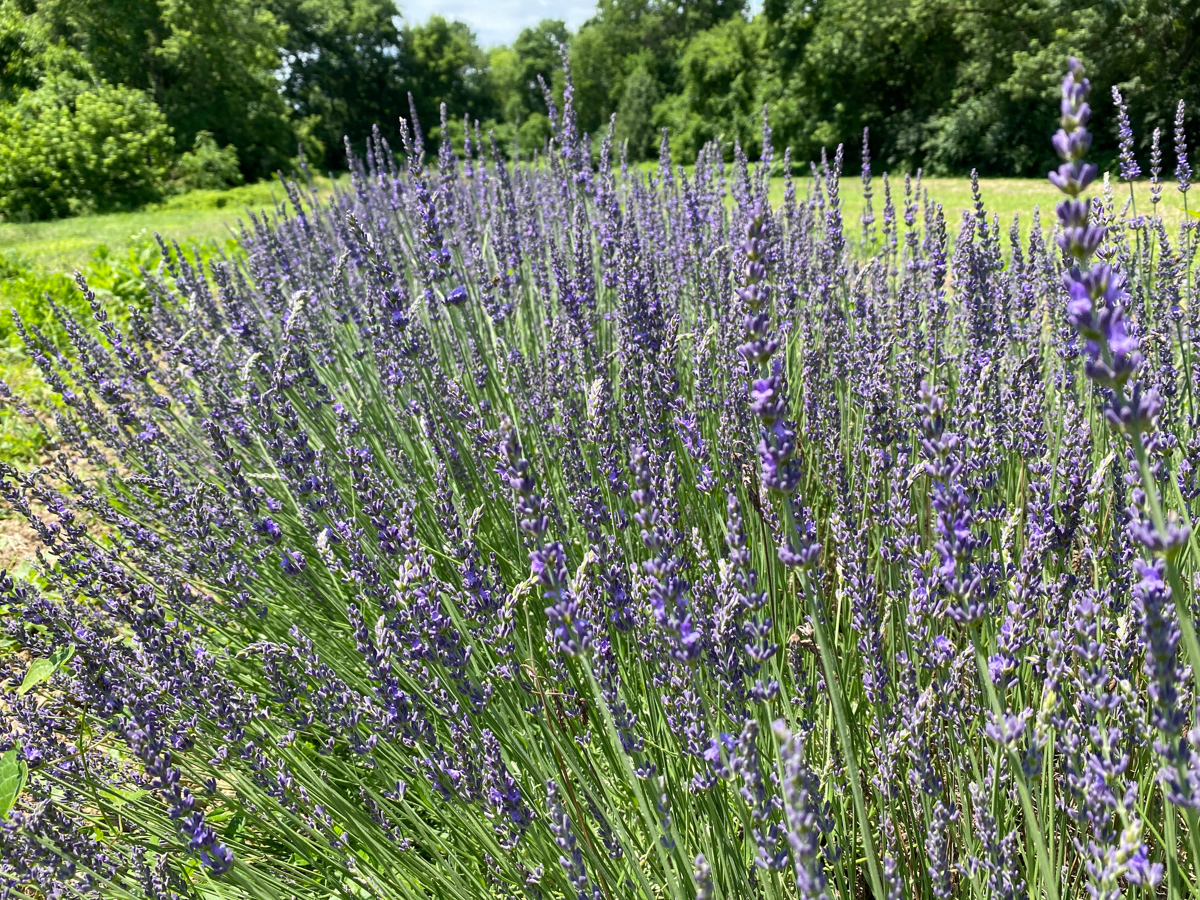 Lavender-Fresh