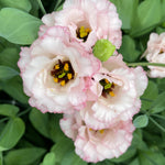 Lisianthus-Espirit Light Pink