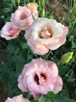 Lisianthus-Apricot