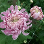 Heirloom Mum Disbud-Lake Landers