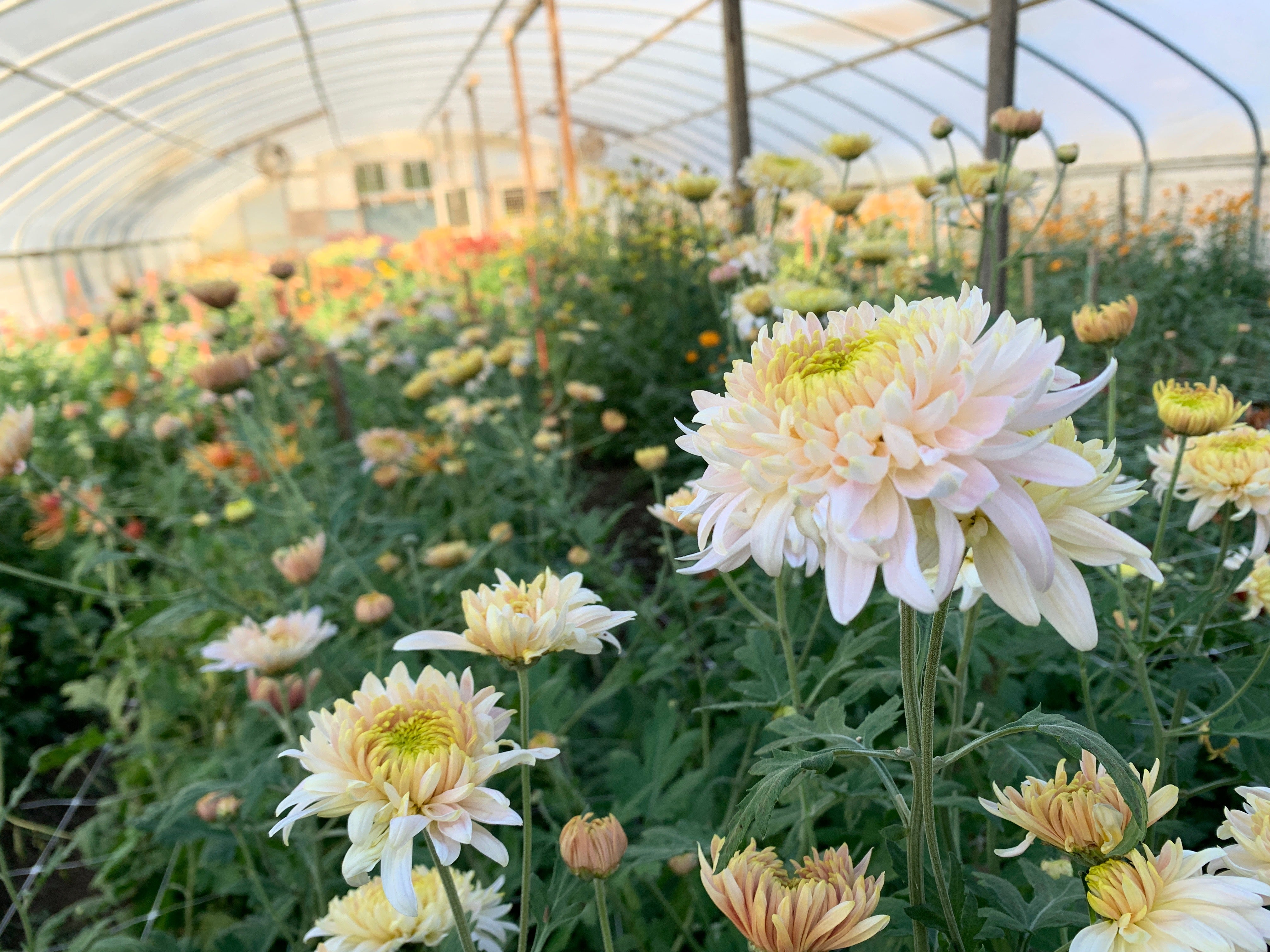Heirloom Mum Disbud-Seaton's J'adore