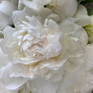 
            
                Load image into Gallery viewer, Peony-White
            
        