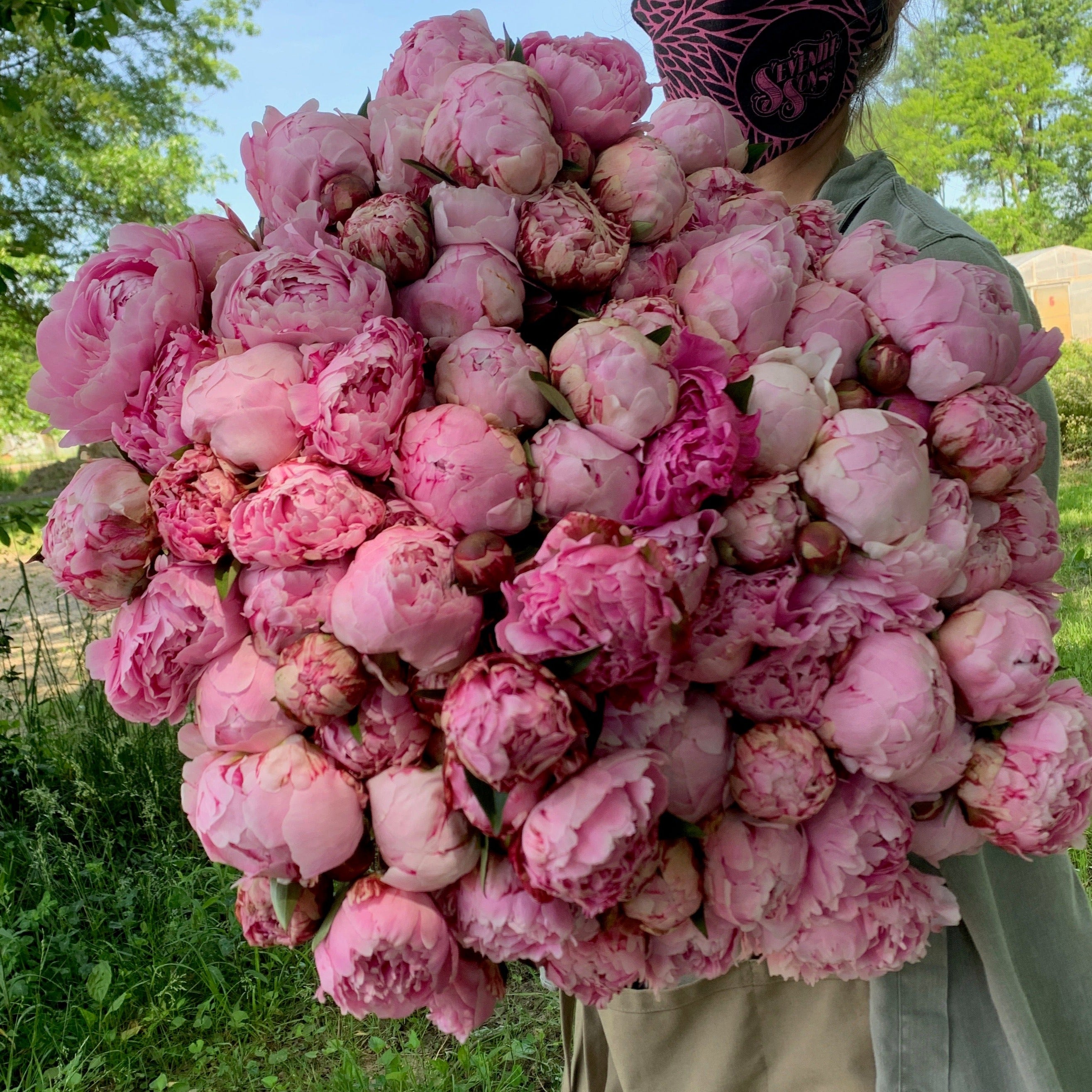 Peony-Sarah Bernhardt