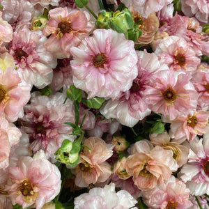 Ranunculus Butterfly-Blush