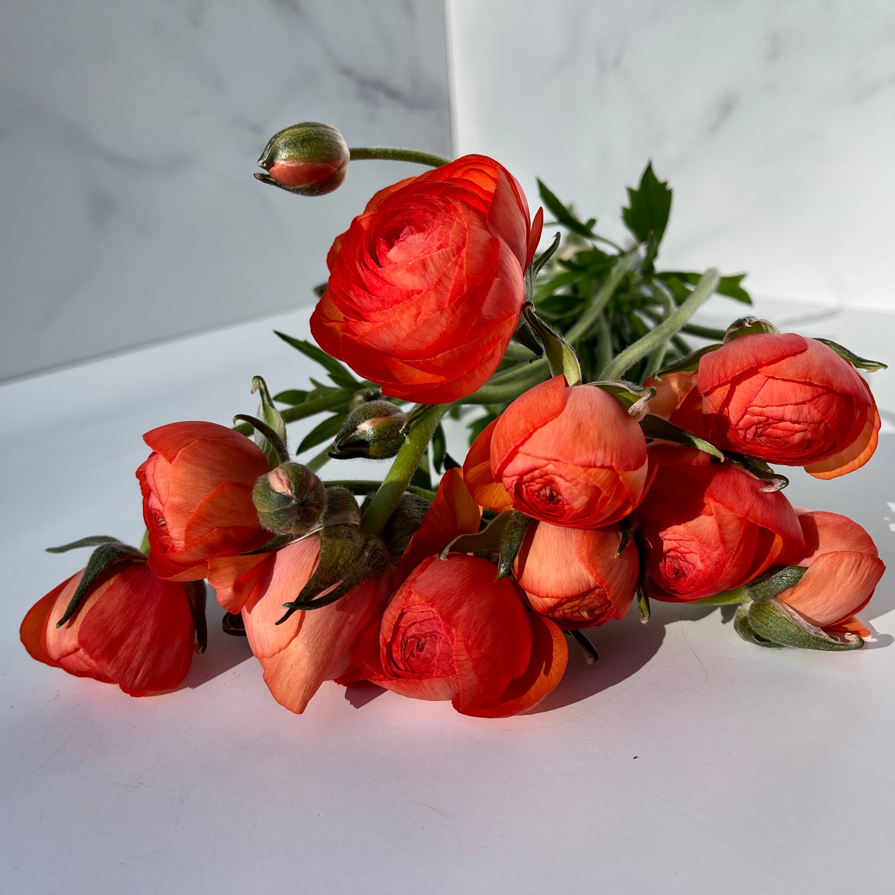 Ranunculus Specialty Romance- Orange