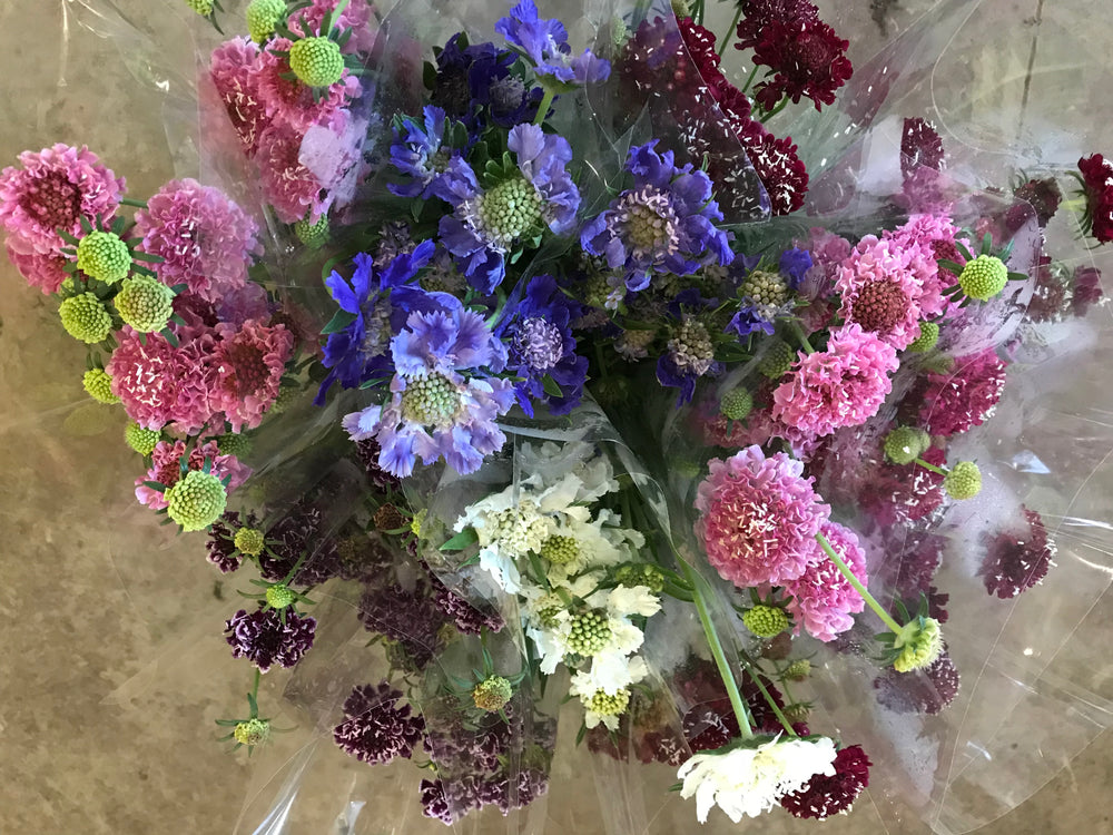 Scabiosa-Mix