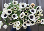 Anemone-Panda