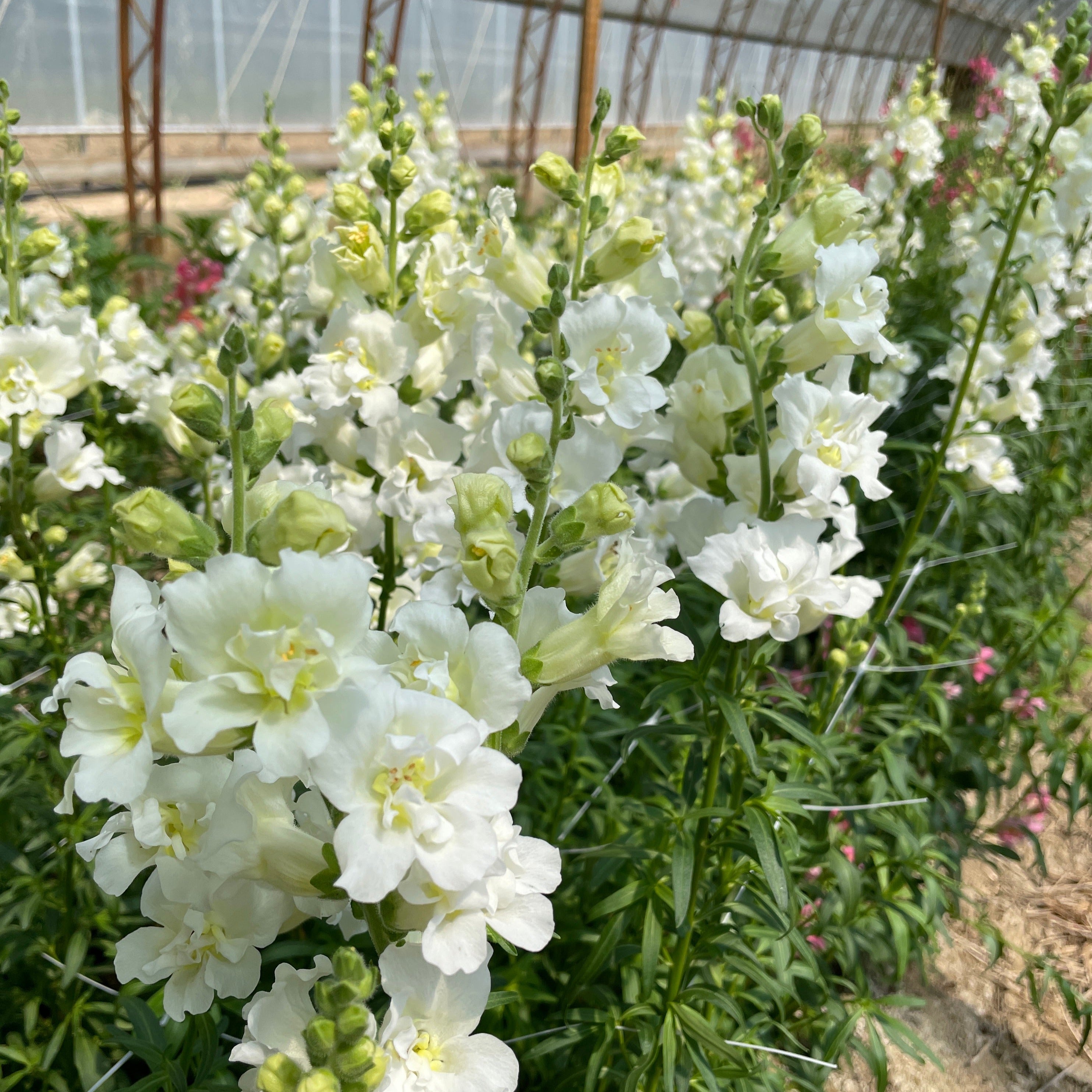 Snapdragon-Butterfly White