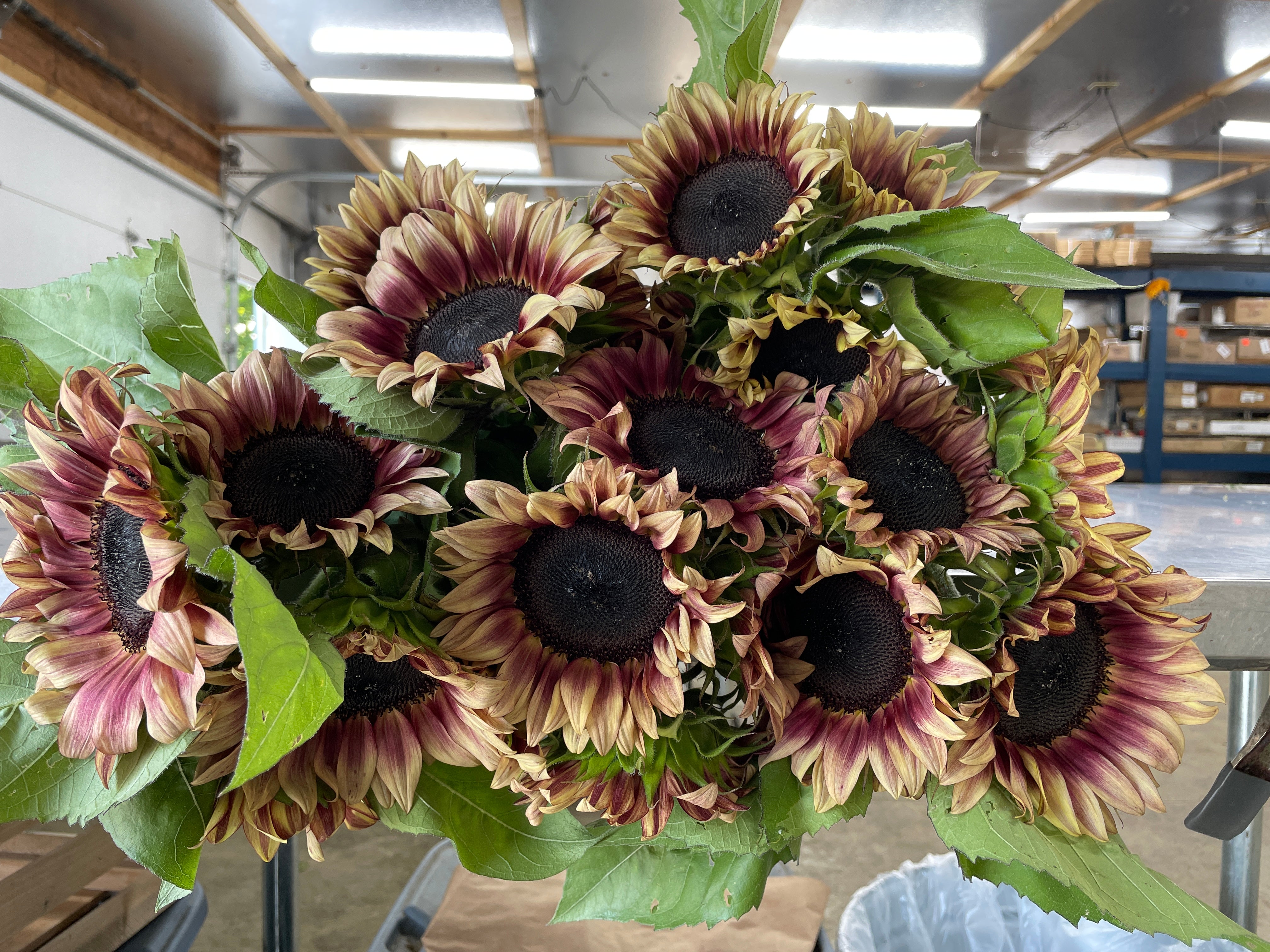 Sunflower-Bulk