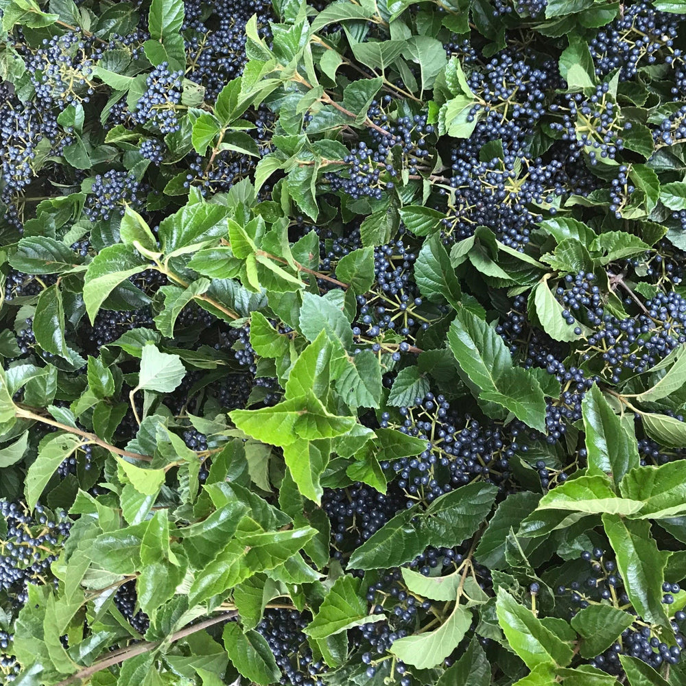 Viburnum-Blueberry Large 30-36"