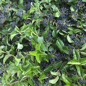 Woodies-Viburnum Blueberry large 30-36"